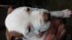 American Pit Bull Terrier Puppies for sale in Plymouth, IN 46563, USA. price: NA