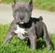 American Pit Bull Terrier Puppies for sale in Northridge, CA 91328, USA. price: NA