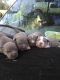American Pit Bull Terrier Puppies for sale in Charleston, SC, USA. price: NA