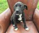 American Pit Bull Terrier Puppies for sale in Walker, LA 70785, USA. price: NA