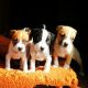 American Pit Bull Terrier Puppies for sale in Madison, WI, USA. price: NA