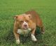 American Pit Bull Terrier Puppies for sale in Archer, FL 32618, USA. price: $1,000