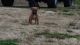 American Pit Bull Terrier Puppies for sale in Gaston, NC 27832, USA. price: $800