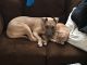 American Pit Bull Terrier Puppies for sale in Port Huron, MI, USA. price: NA