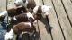 American Pit Bull Terrier Puppies for sale in Hephzibah, GA 30815, USA. price: NA