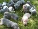 American Pit Bull Terrier Puppies for sale in 58503 Rd 225, North Fork, CA 93643, USA. price: $600