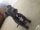 American Pit Bull Terrier Puppies for sale in Seattle, WA, USA. price: $400