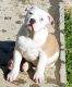 American Pit Bull Terrier Puppies for sale in Smyrna, DE 19977, USA. price: NA