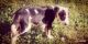 American Pit Bull Terrier Puppies for sale in 4619 Alvin Dark Ave, Baton Rouge, LA 70820, USA. price: NA
