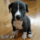 American Pit Bull Terrier Puppies for sale in Chicago, IL 60636, USA. price: NA