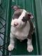 American Pit Bull Terrier Puppies for sale in Dixon Springs, TN 37057, USA. price: NA