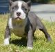 American Pit Bull Terrier Puppies for sale in Decatur, IL, USA. price: NA