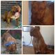 American Pit Bull Terrier Puppies for sale in Beachwood, OH 44122, USA. price: NA