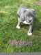 American Pit Bull Terrier Puppies for sale in Manassas, VA, USA. price: NA