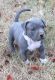American Pit Bull Terrier Puppies for sale in Pasadena, CA 91105, USA. price: NA
