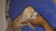 American Pit Bull Terrier Puppies for sale in Alpharetta, GA, USA. price: NA