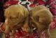 American Pit Bull Terrier Puppies for sale in Riverton, WY 82501, USA. price: $600
