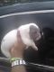 American Pit Bull Terrier Puppies for sale in Thornton, CO, USA. price: $450