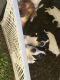 American Pit Bull Terrier Puppies for sale in Yelm, WA, USA. price: NA