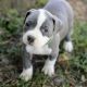 American Pit Bull Terrier Puppies for sale in Austin, TX, USA. price: $600