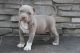 American Pit Bull Terrier Puppies for sale in Austin, TX, USA. price: $650