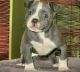 American Pit Bull Terrier Puppies for sale in Dover, DE, USA. price: NA