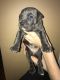 American Pit Bull Terrier Puppies for sale in Goldsboro, NC 27534, USA. price: NA