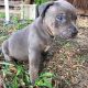 American Pit Bull Terrier Puppies for sale in Halifax, PA, USA. price: NA