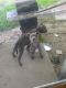 American Pit Bull Terrier Puppies for sale in Anderson, IN, USA. price: $500