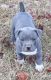 American Pit Bull Terrier Puppies for sale in Bristol, ME, USA. price: $500