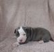 American Pit Bull Terrier Puppies for sale in Pittsburgh, PA 15255, USA. price: NA