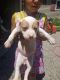 American Pit Bull Terrier Puppies for sale in Seattle, WA, USA. price: NA