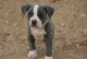 American Pit Bull Terrier Puppies for sale in California Ave, Windsor, ON, Canada. price: NA