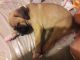 American Pit Bull Terrier Puppies for sale in Michigan Ave, Inkster, MI 48141, USA. price: NA