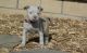 American Pit Bull Terrier Puppies for sale in Abbeville, SC 29620, USA. price: NA