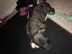 American Pit Bull Terrier Puppies for sale in Durham, NC, USA. price: $350