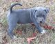 American Pit Bull Terrier Puppies for sale in Garden City, ID, USA. price: $650