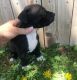 American Pit Bull Terrier Puppies for sale in Seattle, WA, USA. price: NA