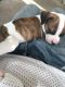 American Pit Bull Terrier Puppies for sale in Noblesville, IN, USA. price: NA