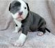 American Pit Bull Terrier Puppies for sale in Milwaukee Ave, Vernon Hills, IL, USA. price: NA