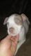 American Pit Bull Terrier Puppies for sale in Tucson, AZ, USA. price: $150