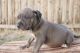 American Pit Bull Terrier Puppies for sale in Nevada St, Newark, NJ 07102, USA. price: NA
