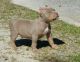 American Pit Bull Terrier Puppies for sale in Vancouver, WA, USA. price: $550
