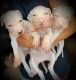 American Pit Bull Terrier Puppies for sale in Suffolk, VA, USA. price: $250