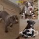 American Pit Bull Terrier Puppies for sale in Battle Creek, MI, USA. price: NA