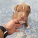 American Pit Bull Terrier Puppies for sale in Seneca, SC, USA. price: $200