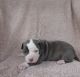 American Pit Bull Terrier Puppies for sale in Ohio Dr SW, Washington, DC, USA. price: NA