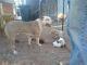 American Pit Bull Terrier Puppies for sale in Show Low, AZ 85901, USA. price: $250
