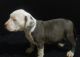 American Pit Bull Terrier Puppies for sale in Hawthorne, CA, USA. price: NA