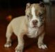 American Pit Bull Terrier Puppies for sale in Poland, ME 04274, USA. price: $500
